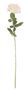 Essential - Arundel Open Rose - Ivory