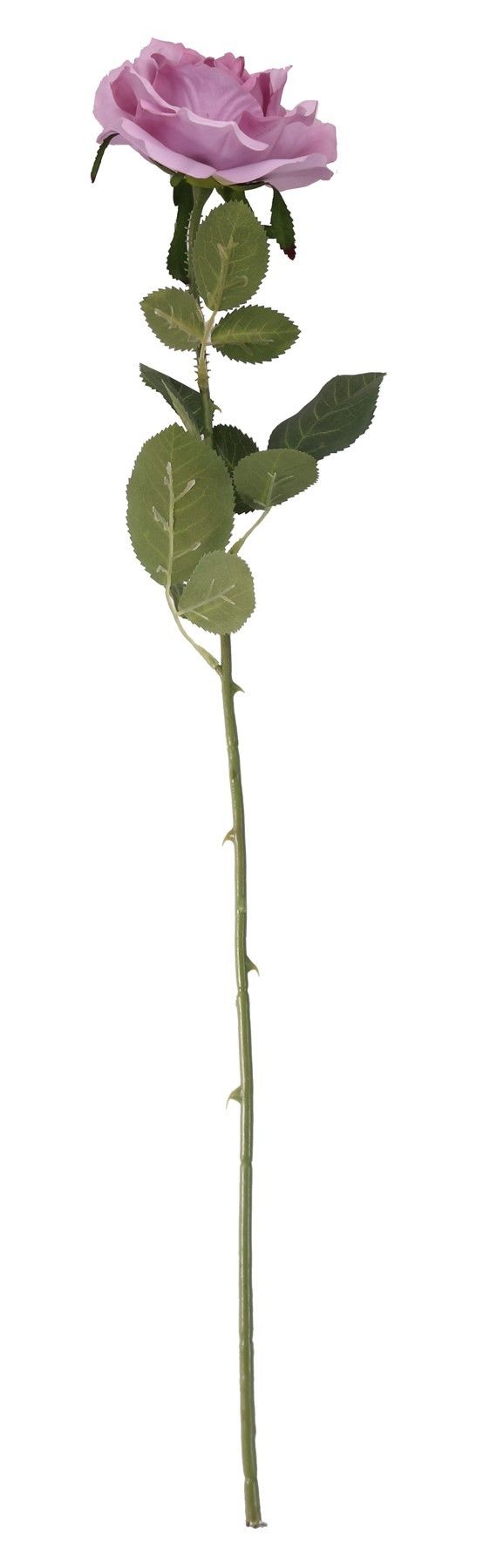Essential - Arundel Open Rose - Lavender