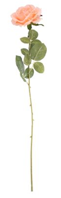 Essential - Arundel Open Rose - Peach