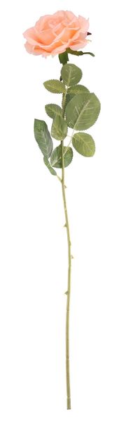 Essential - Arundel Open Rose - Peach