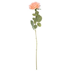 Essential - Arundel Open Rose - Peach