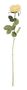 Essential - Arundel Open Rose - Yellow