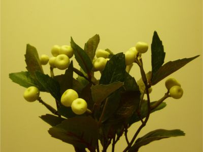 21cm Berry Bush x7 Cream