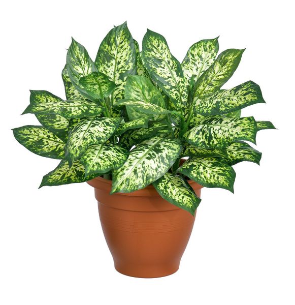 52cm Dieffenbachia Green/White