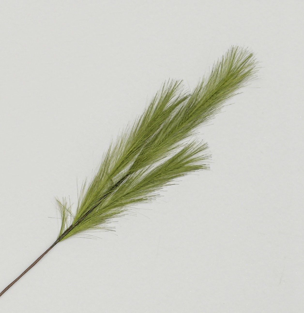 82cm Pampas Grass Spray Green