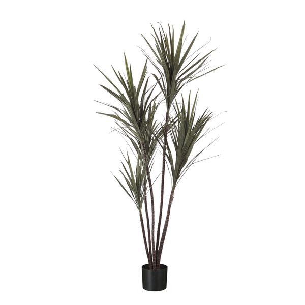 Dracena Marginata Potted - Green - 4Ft