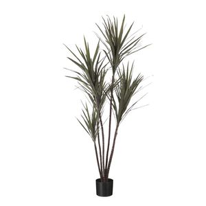 Dracena Marginata Potted - Green - 4Ft