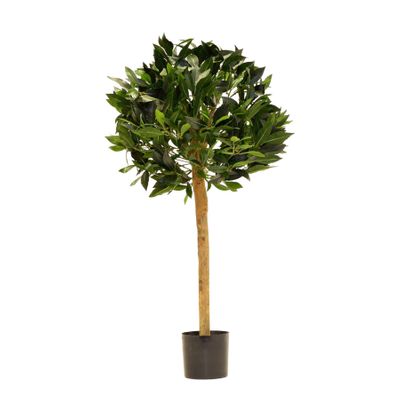 Bay Ball Tree Potted - Green - 2.5Ft