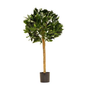 Bay Ball Tree Potted - Green - 2.5Ft