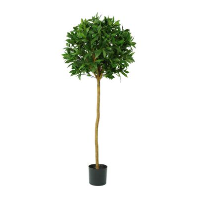 Sweet Bay Ball Tree Potted - 1036 Lvs - Green - 4Ft