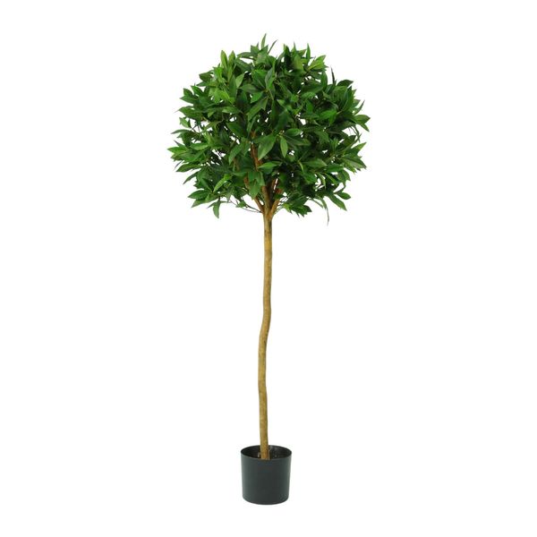 Sweet Bay Ball Tree Potted - 1036 Lvs - Green - 4Ft