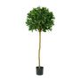 Sweet Bay Ball Tree Potted - 1036 Lvs - Green - 4Ft