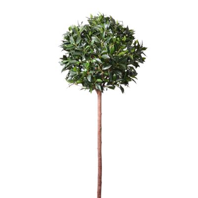 Bay Ball Tree Potted - Green - 5Ft