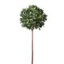 Bay Ball Tree Potted - Green - 5Ft