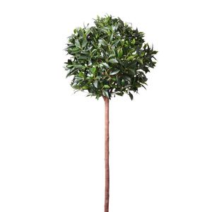 Bay Ball Tree Potted - Green - 5Ft