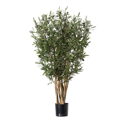 G - Olive Tree  Potted - Green 2.5Ft