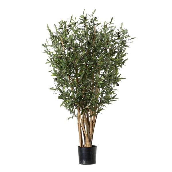 G - Olive Tree  Potted - Green 2.5Ft