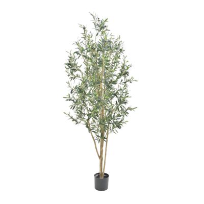 Olive Tree Potted - 2600 Lvs 66 Fruits - Green - 5Ft