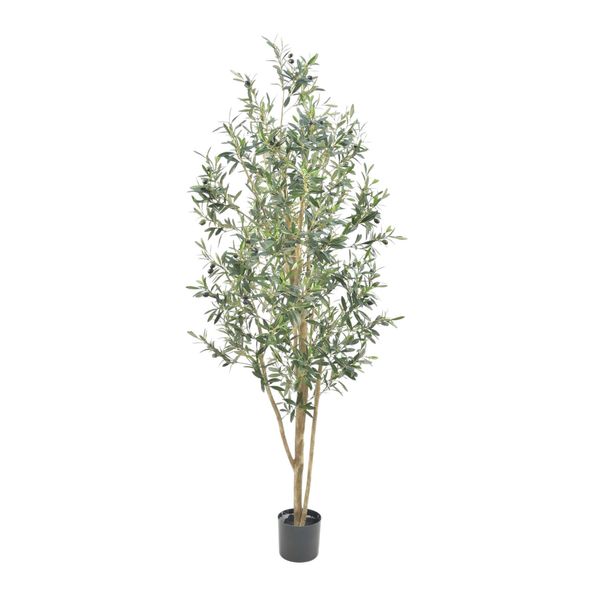 Olive Tree Potted - 2600 Lvs 66 Fruits - Green - 5Ft