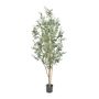Olive Tree Potted - 2600 Lvs 66 Fruits - Green - 5Ft