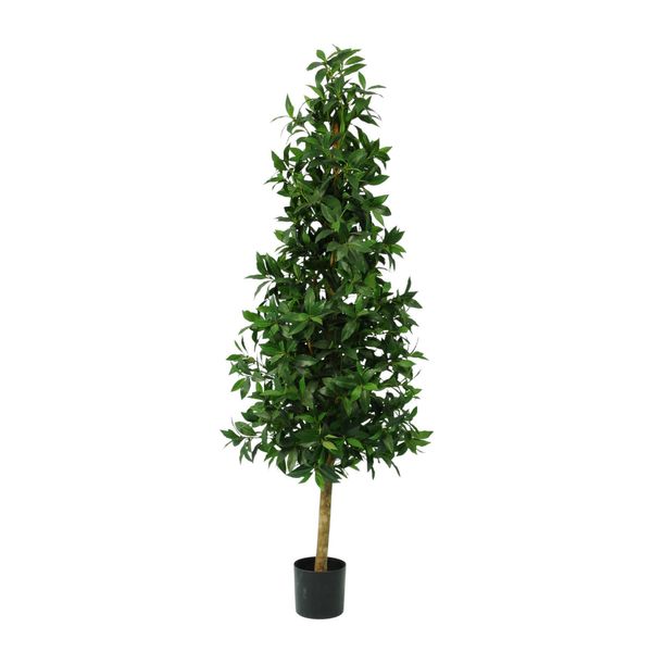 Laurel Tower Tree  Potted -  1776 Lvs - Green - 5Ft