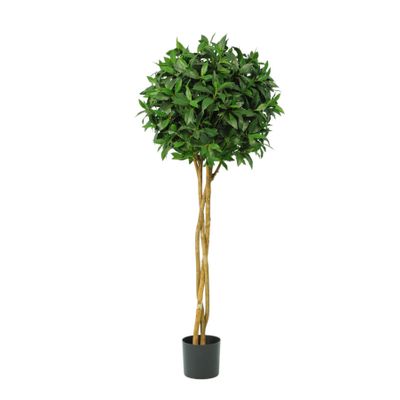 Laurel Ball Tree Potted - 1332 Lvs - Green - 5Ft