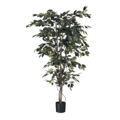 Ficus Tree Potted - 720 Lvs - Green - 4Ft