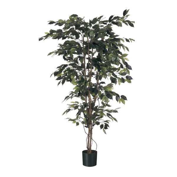 Ficus Tree Potted - 720 Lvs - Green - 4Ft