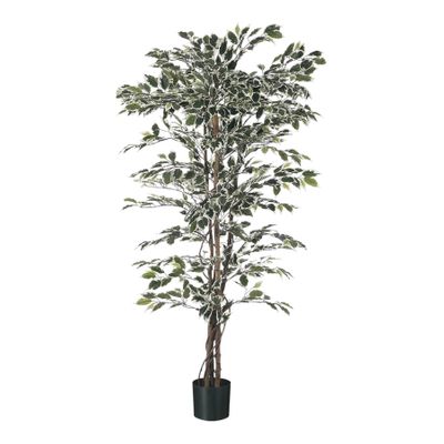 Ficus  Tree Potted  -720 Lvs - Variegated - 4Ft