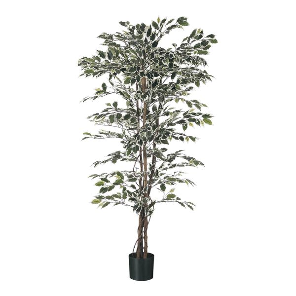 Ficus  Tree Potted  -720 Lvs - Variegated - 4Ft