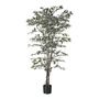 Ficus  Tree Potted  -720 Lvs - Variegated - 4Ft