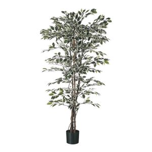 Ficus  Tree Potted  -720 Lvs - Variegated - 4Ft