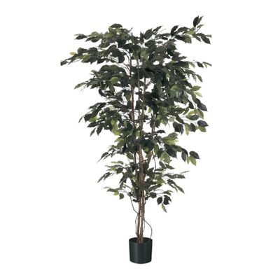 Ficus  Tree Potted - 1008 Lvs -  Green -5Ft