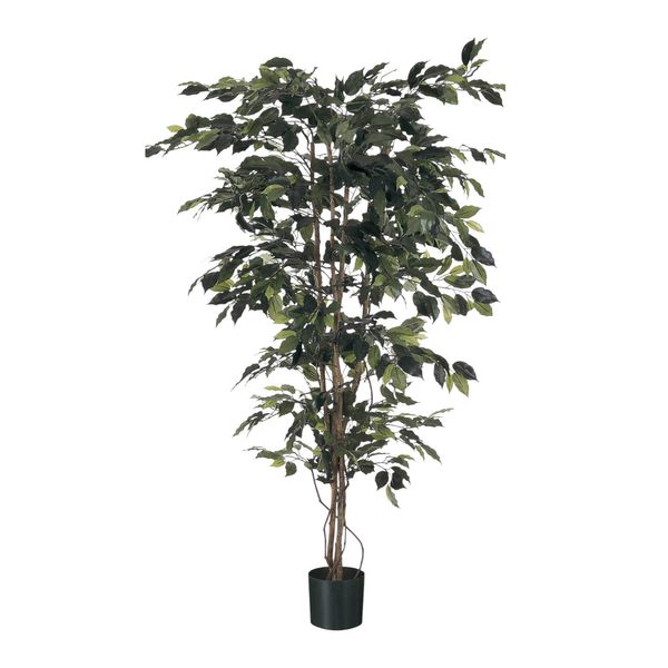 Ficus  Tree Potted - 1008 Lvs -  Green -5Ft