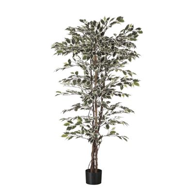Ficus  Tree Potted - 1008 Lvs -  Variegated -5Ft