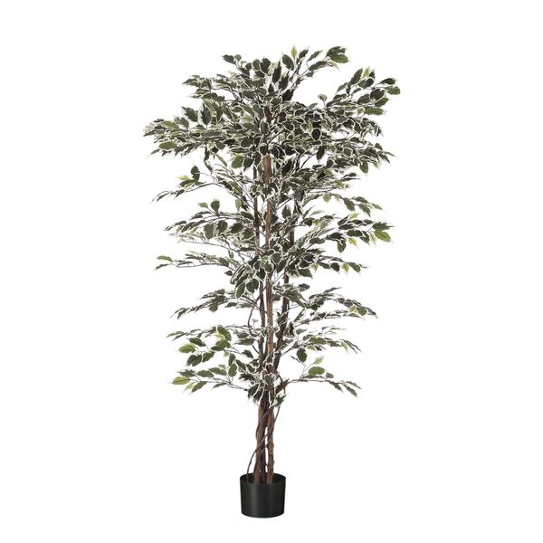 Ficus  Tree Potted - 1008 Lvs -  Variegated -5Ft