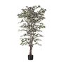 Ficus  Tree Potted - 1008 Lvs -  Variegated -5Ft