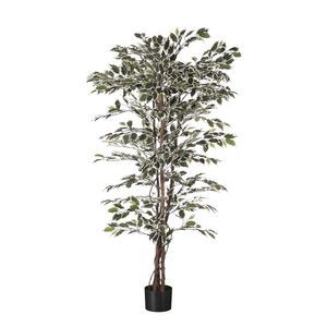 Ficus  Tree Potted - 1008 Lvs -  Variegated -5Ft