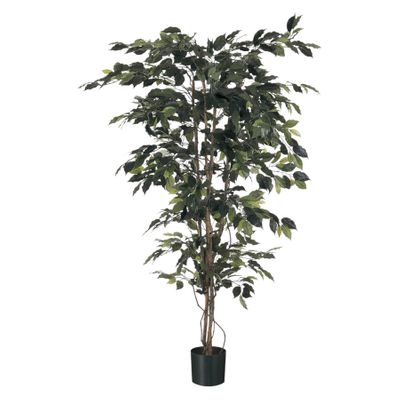 Ficus Tree Potted - 1248Lvs - Green - 6Ft