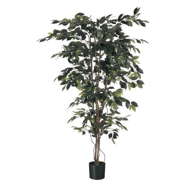 Ficus Tree Potted - 1248Lvs - Green - 6Ft
