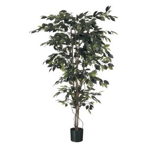 Ficus Tree Potted - 1248Lvs - Green - 6Ft