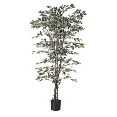 Ficus Tree Potted - 1248Lvs - Variegated - 6Ft