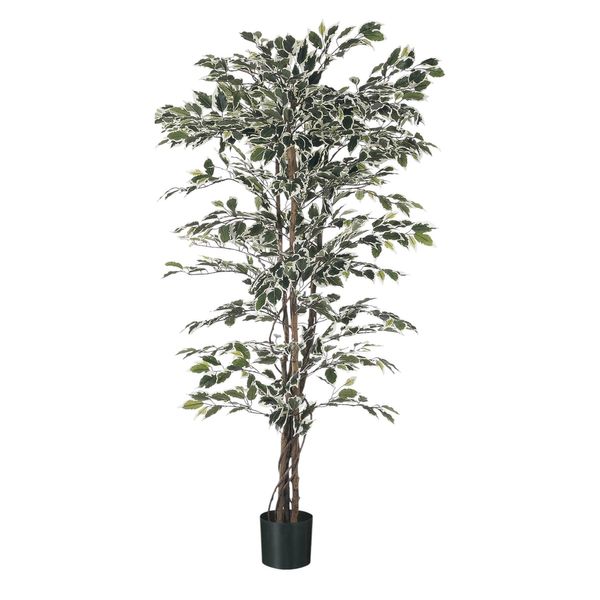 Ficus Tree Potted - 1248Lvs - Variegated - 6Ft