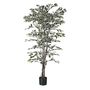 Ficus Tree Potted - 1248Lvs - Variegated - 6Ft