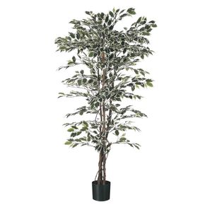 Ficus Tree Potted - 1248Lvs - Variegated - 6Ft