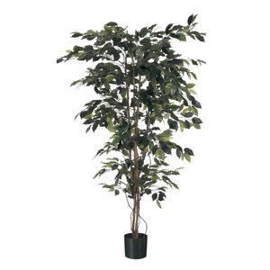  Ficus Tree Potted - 1488Lvs - Green - 7Ft