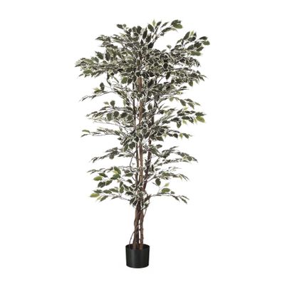  Ficus Tree Potted - 1488Lvs -Variegated - 7Ft