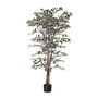  Ficus Tree Potted - 1488Lvs -Variegated - 7Ft