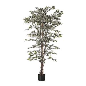  Ficus Tree Potted - 1488Lvs -Variegated - 7Ft
