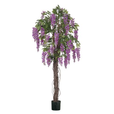 Wisteria Tree  Potted - Purple - 4Ft
